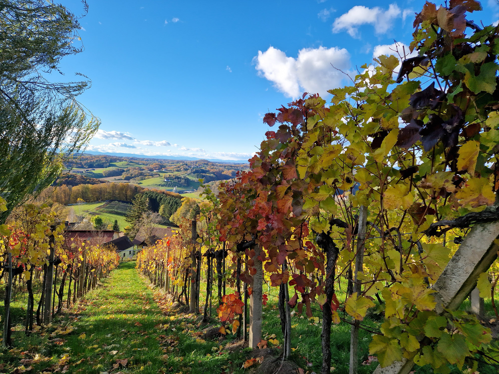 Weinreben