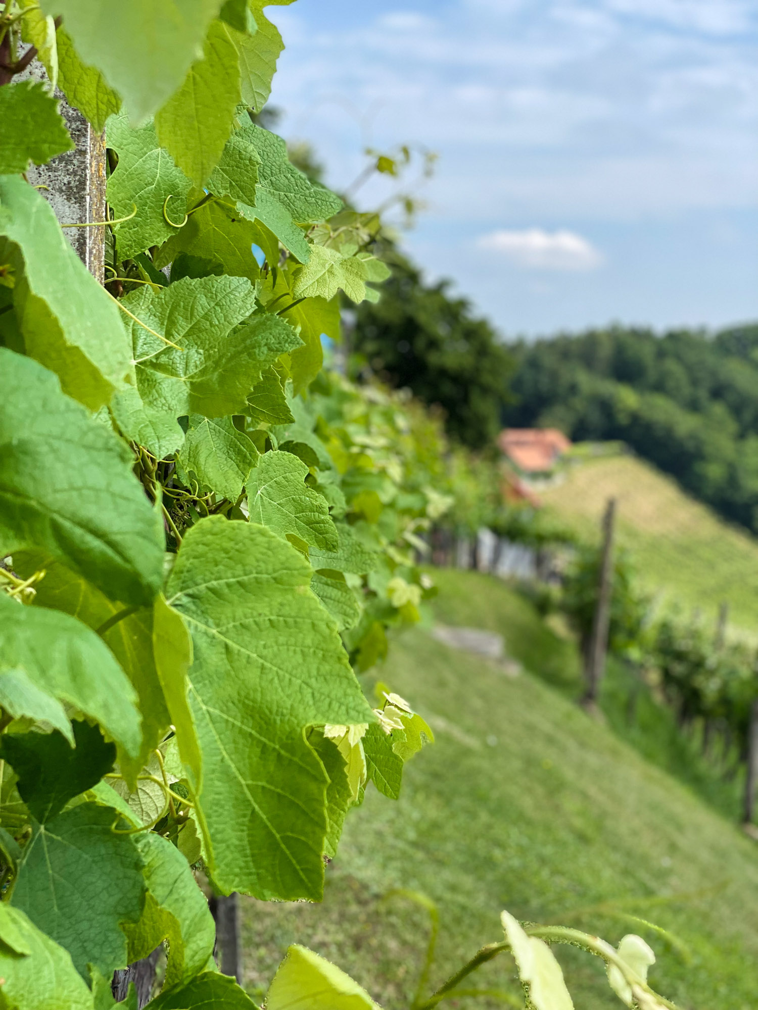 Weinlaub