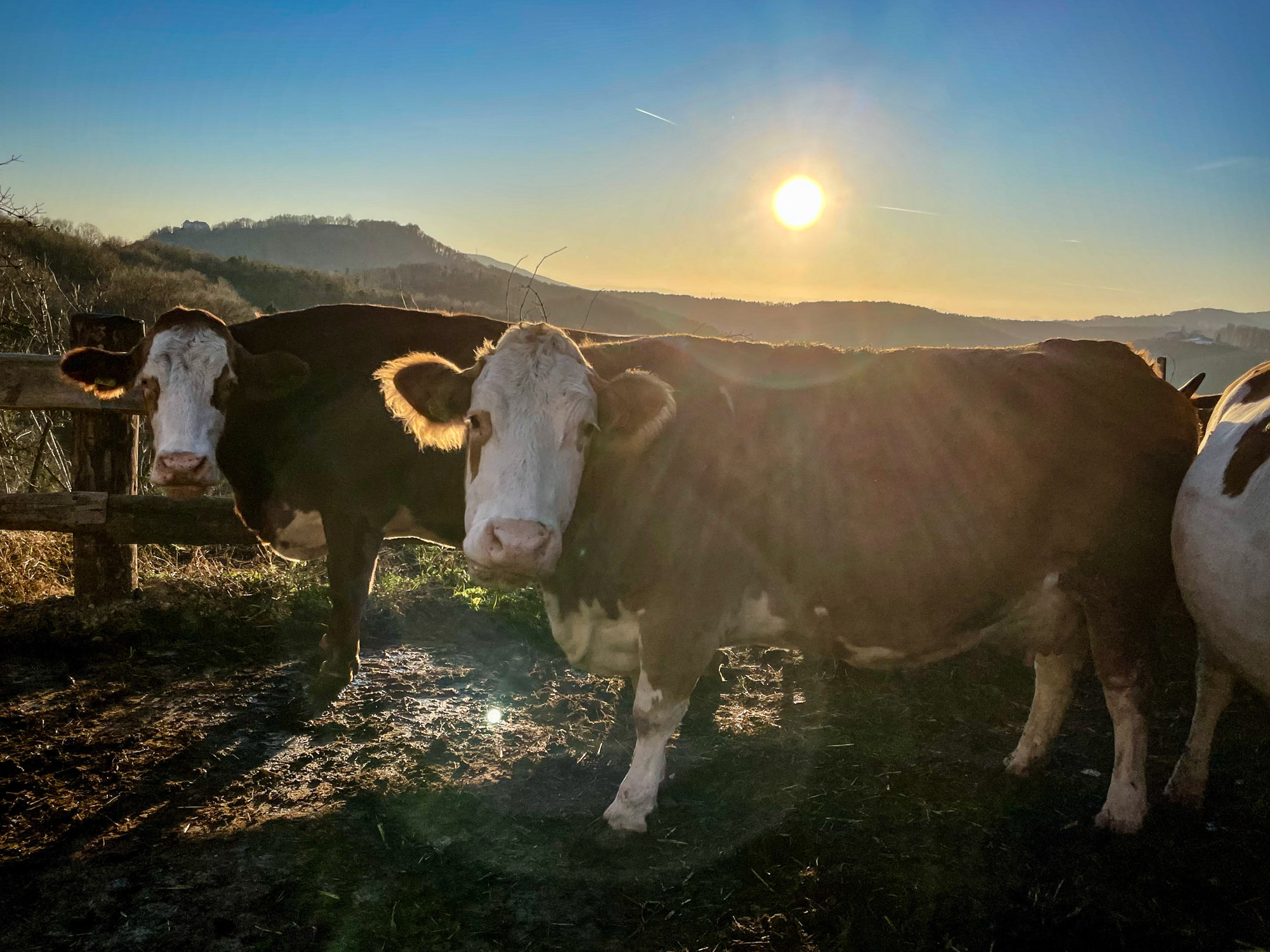 K&uuml;he im Morgenlicht